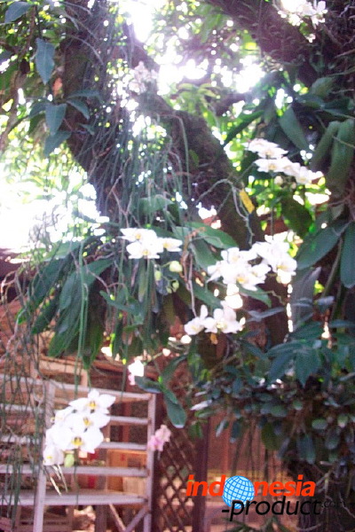 sien-orchid-prigen-_1f87254.jpg