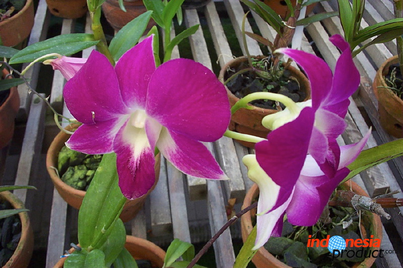 sien-orchid-prigen-_1f87255.jpg