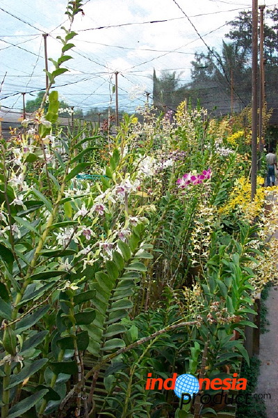 sien-orchid-prigen-_1f87256.jpg