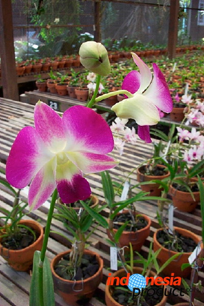 sien-orchid-prigen-_1f87257.jpg