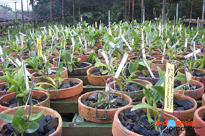 sien-orchid-prigen-_1f87258.jpg