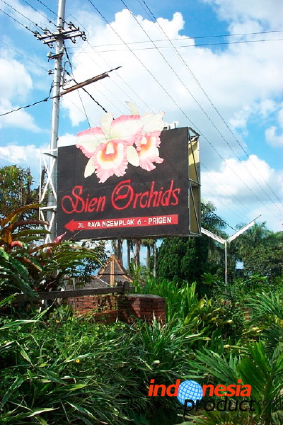 sien-orchid-prigen-_1f87259.jpg