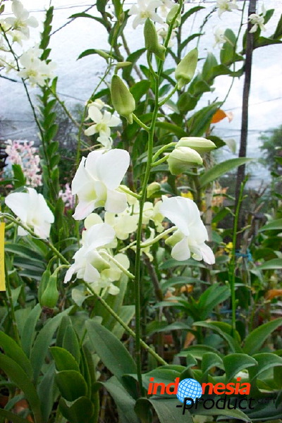sien-orchid-prigen-_1f8725b.jpg