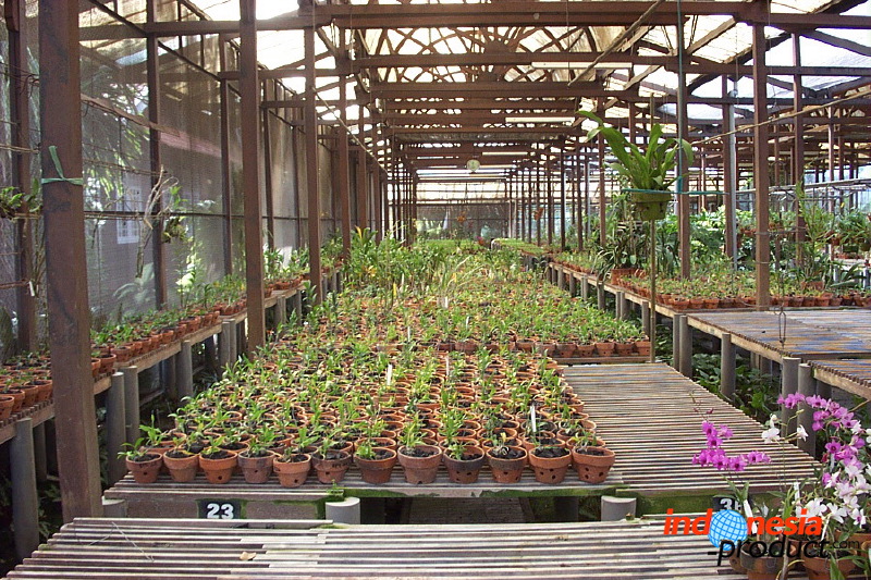 sien-orchid-prigen-_1f8725d.jpg