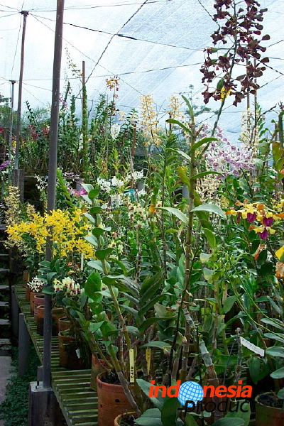 sien-orchid-prigen-_1f8725e.jpg