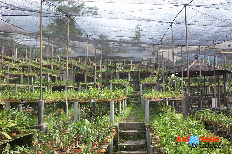 sien-orchid-prigen-_1f8725f.jpg