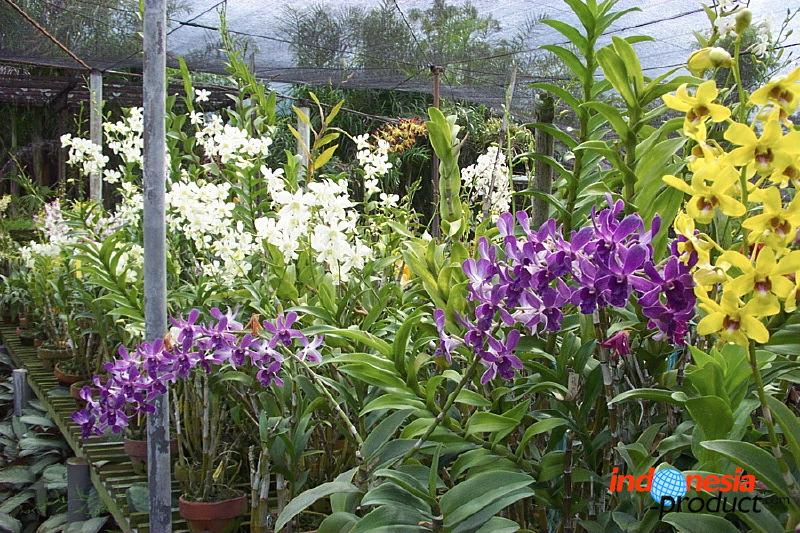 sien-orchid-prigen-_1f87260.jpg