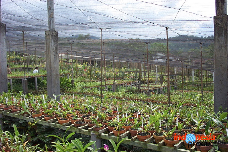 sien-orchid-prigen-_1f87263.jpg