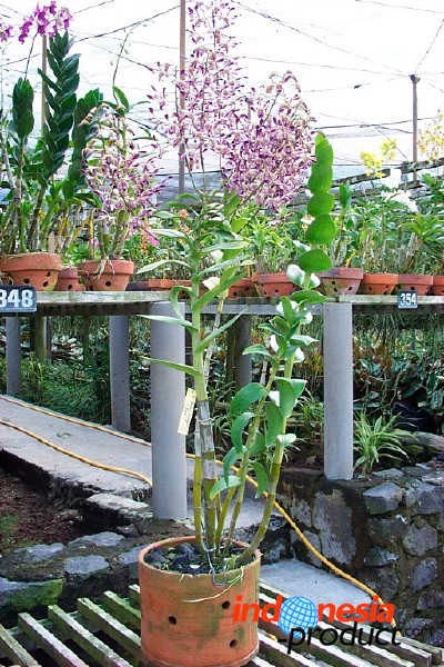 sien-orchid-prigen-_1f87264.jpg