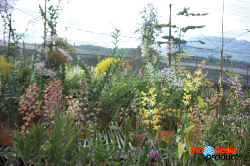 sien-orchid-prigen-_1f87266.jpg