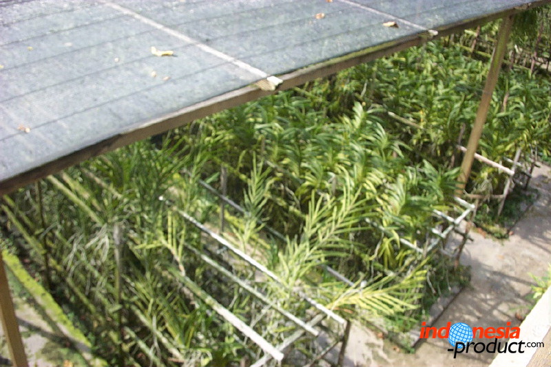 sien-orchid-prigen-_1f8726a.jpg