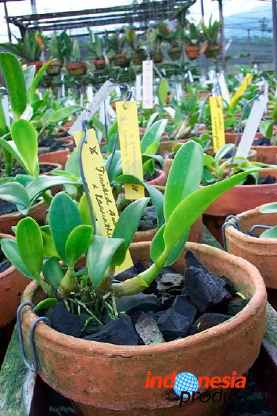 sien-orchid-prigen-_1f8726b.jpg