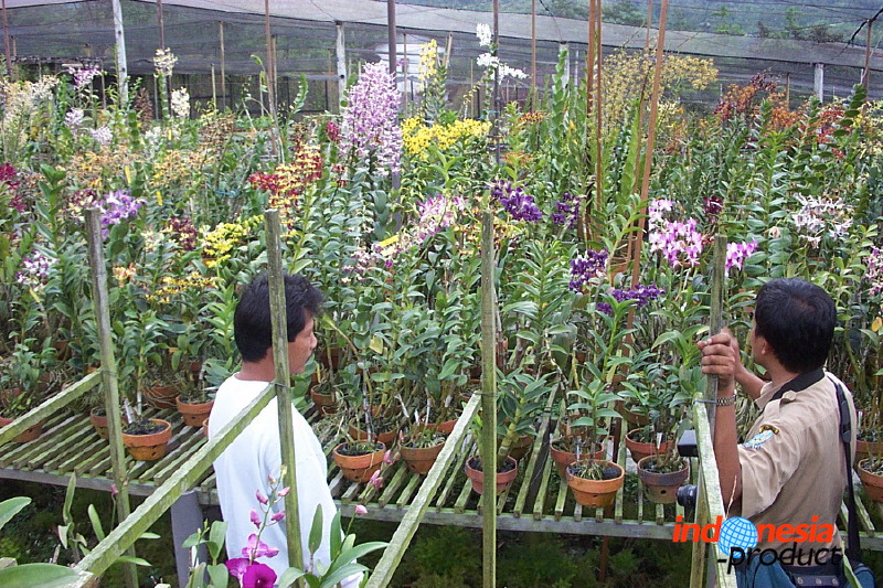 sien-orchid-prigen-_1f8726c.jpg