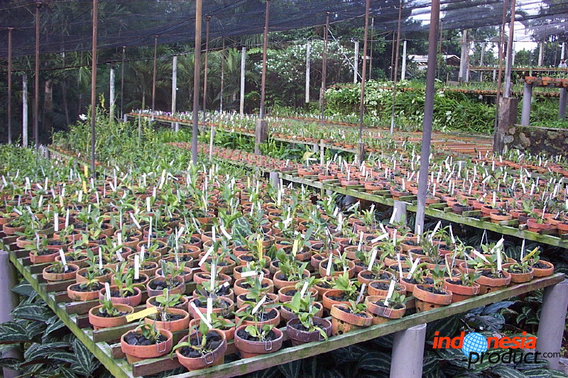 sien-orchid-prigen-_1f8726d.jpg