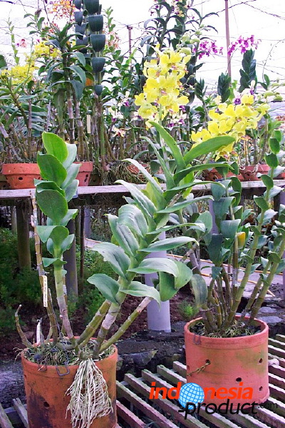 sien-orchid-prigen-_1f87270.jpg