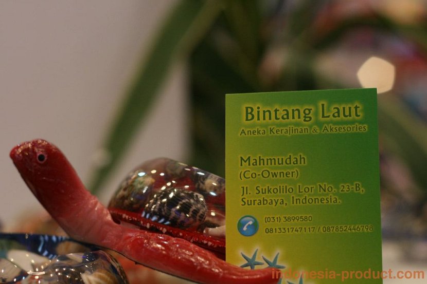 bintang-laut-5