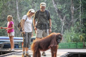 Tanjung Puting Tour
