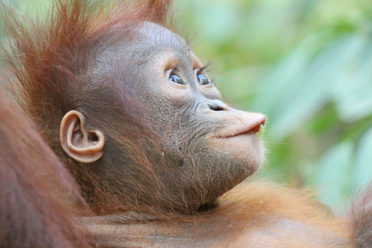 Orangutan Tour