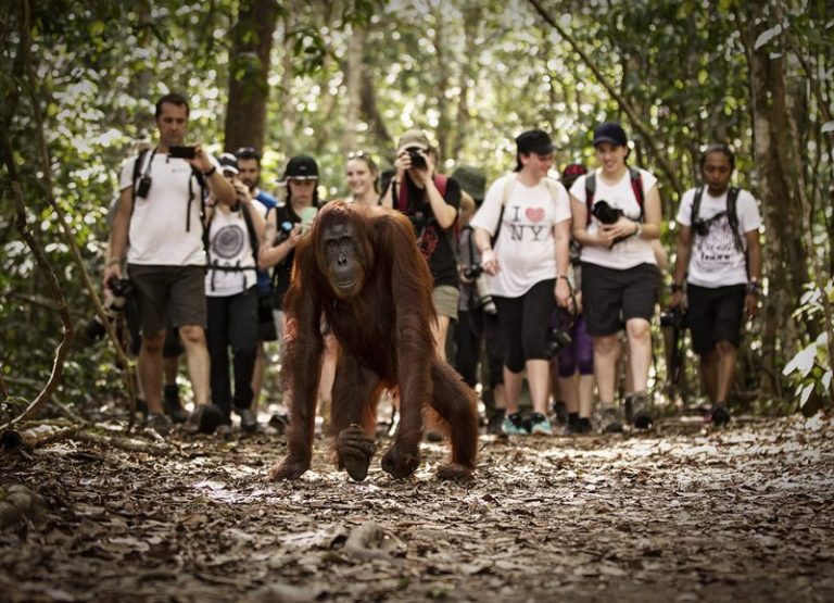 Orangutan Green Tours