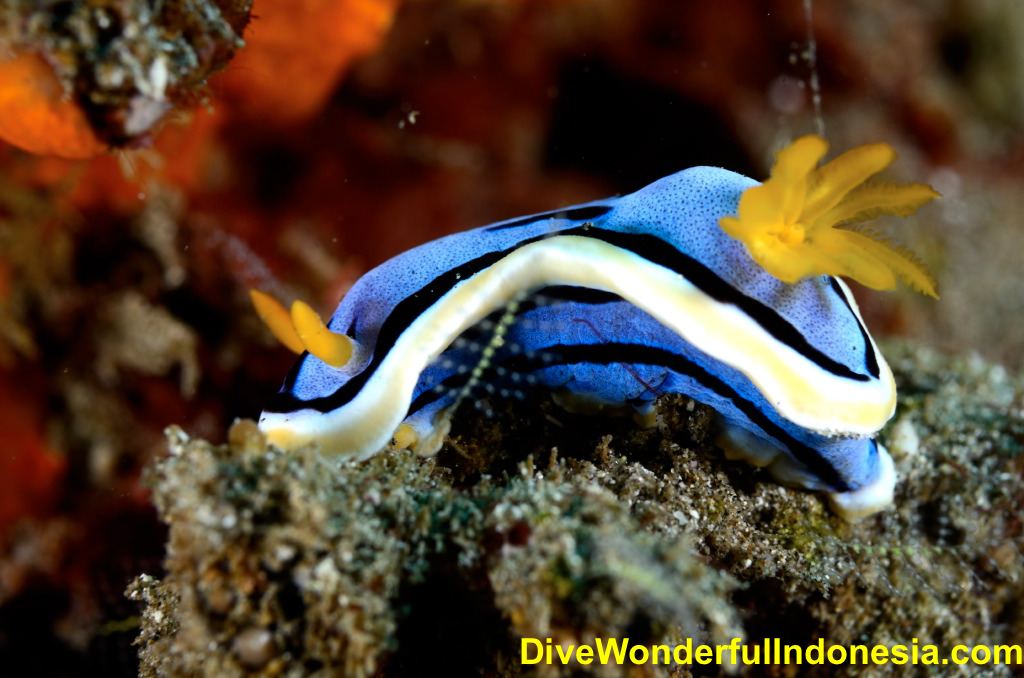 Dive Wonderful Indonesia