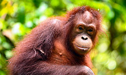 Borneo Eco Tour