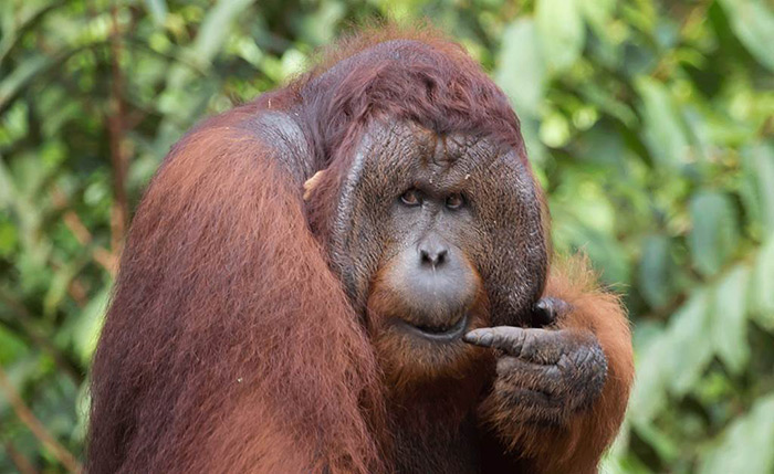 PT Orang Utan Kalimantan Tour and Travel
