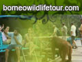 Borneo Wildlife Tour