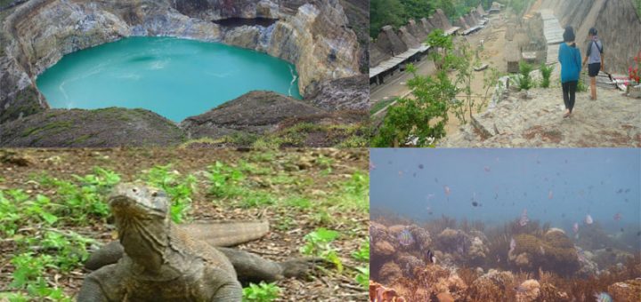 Komodo Mega Tours and Travel Service