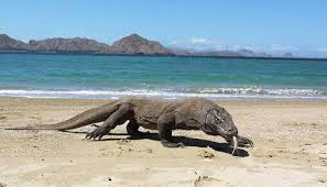 Go To Komodo