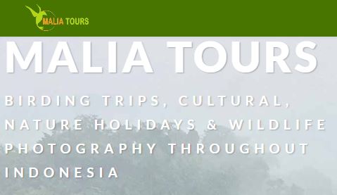 Malia Tours