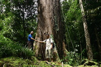truly-asia-big_tree_1dfb3f7