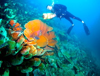 truly-asia-diving_a_1dfb468