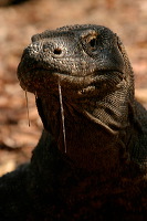 truly-asia-komodo_d_1dfb417