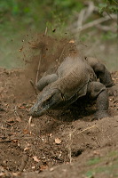 truly-asia-komodo_i_1dfb418