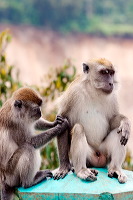 truly-asia-monkeys__1dfb49b