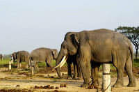 truly-asia-waikamba_1dfb43c