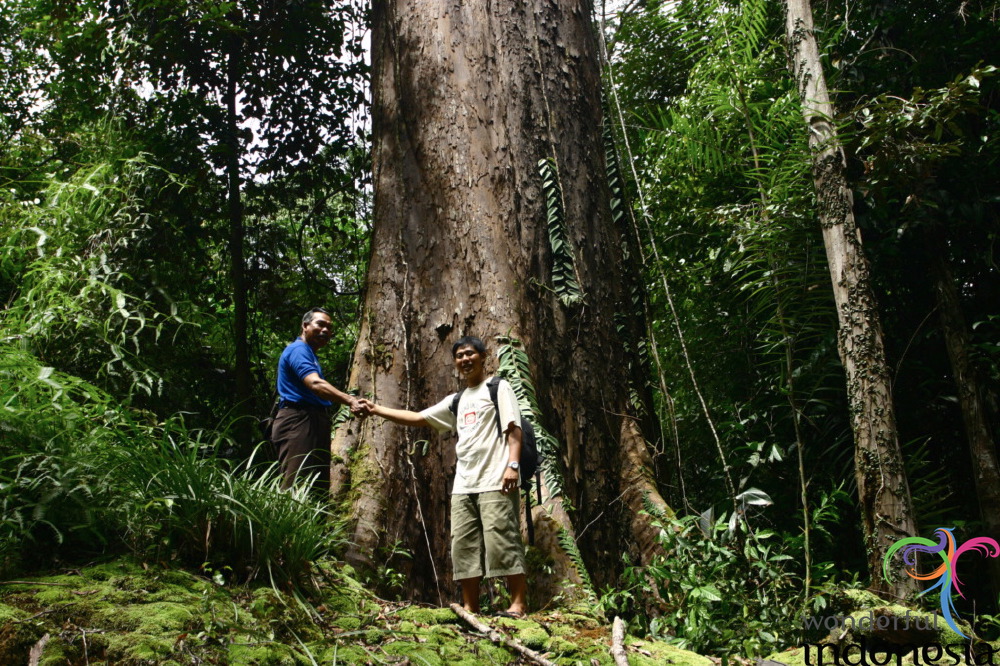 truly-asia-big_tree_1dfb3f7.jpg