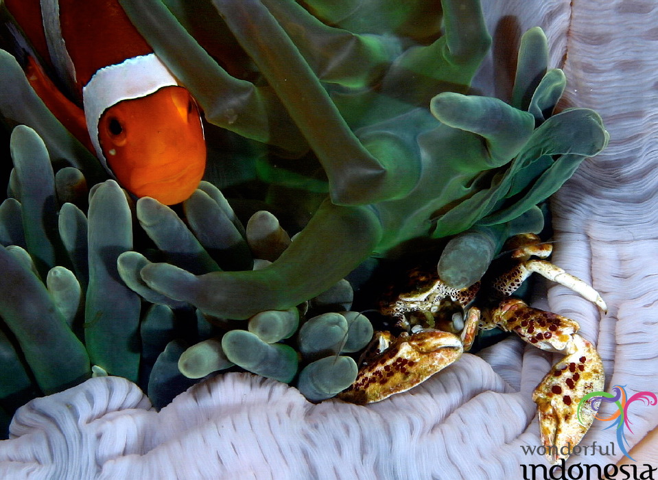 truly-asia-crab-and_1dfb3bc.jpg