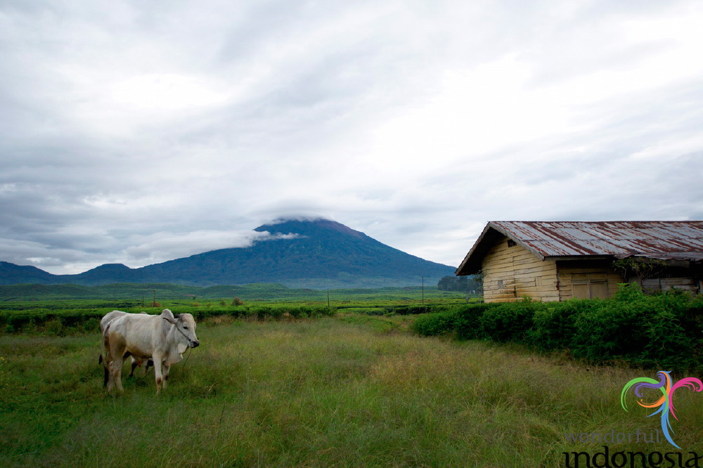 truly-asia-kerinci__1dfb431.jpg