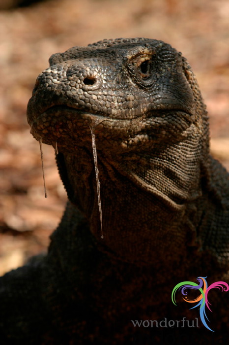 truly-asia-komodo_d_1dfb417.jpg