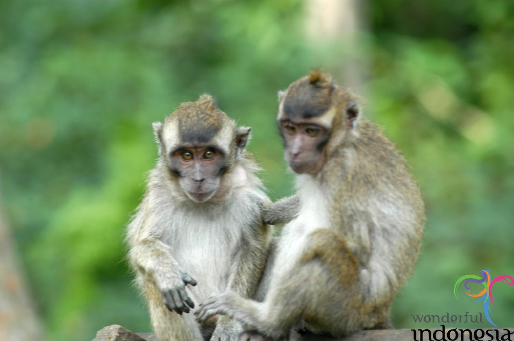 truly-asia-monkeys__1dfb474.jpg
