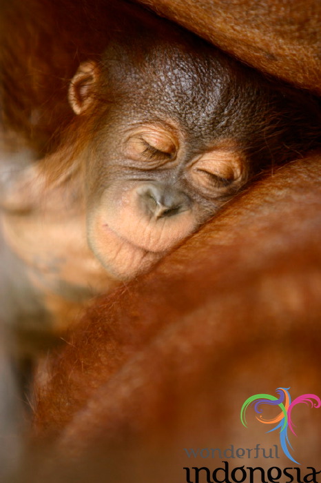 truly-asia-the_oran_1dfb3f9.jpg