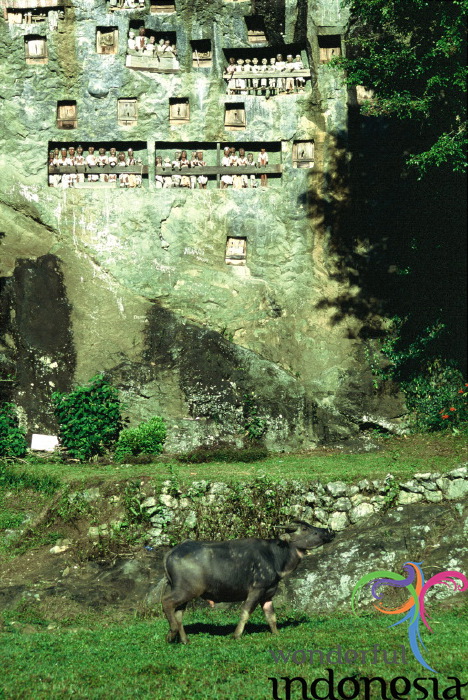 truly-asia-toraja_g_1dfb47f.jpg