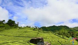 ciwidey-tea-plantation-west-java-1.jpg