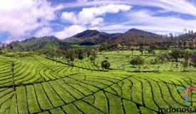 ciwidey-tea-plantation-west-java-2.jpg