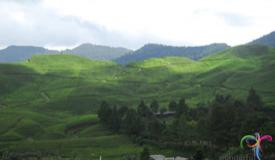 puncak-mountain-pass-west-java-2.jpg