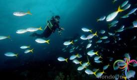 misool-island-raja-ampat-papua-barat-29.jpg