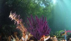 underwater-raja-ampat-papua-barat-1.jpg