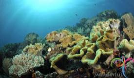 underwater-raja-ampat-papua-barat-11.jpg