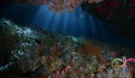 underwater-raja-ampat-papua-barat-13.JPG